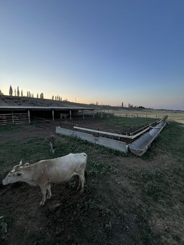 Коровы, быки: Продается кошара в селе Мураке, Московский район, территория участка 1 — 4