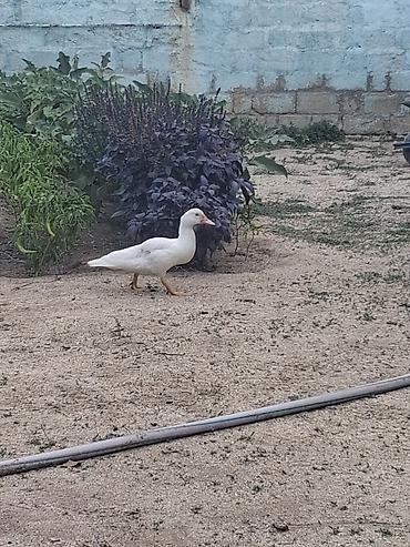 lal ördek: Muscovy ördəkləri – juvenil sürü - Cins: Muscovy (indoutka), ağ və — 5