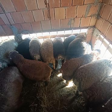 Qoyunlar, qoçlar: Salam aleyküm quzlar 220 mantdan 350 manata kimi qiymeti deyişir — 8