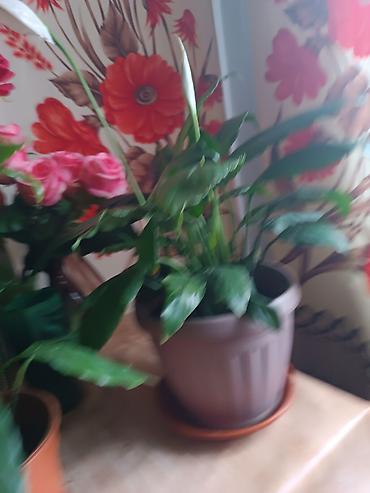 покрывалы: Спатифиллум (Spathiphyllum) в горшке - Домашнее тропическое растение — 1