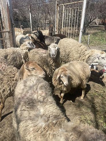 Qoyunlar, qoçlar: Qoyun və Keçi — təsərrüfat heyvanları - Növ: yerli qoyunlar və uzun — 13
