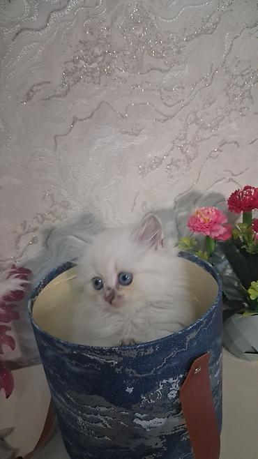 chinchilla satın al: Qızıl şinşilla, Dişi, Yaxşı əllərə, Ünvandan götürmə, Ödənişli çatdırılma — 3