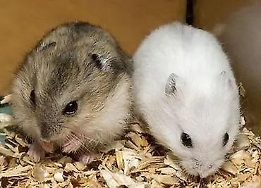 brama cucə: Dovşan cinsli xırda gəmirici – cırtdan hamsterlər 3 ədəd Məhsul — 2