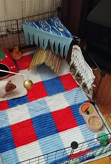 qefes xamyak: Mini donuz balası (guinea pig) üçün tam dəst ev və aksesuarlar tam — 4