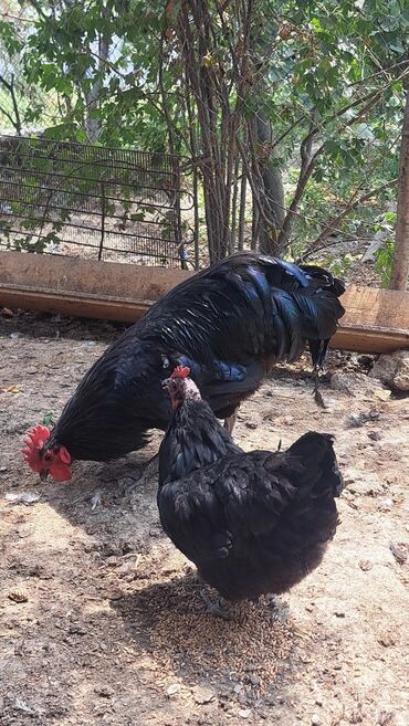 Toyuqlar: Toyuq, Australorp, Damazlıq, Pulsuz çatdırılma