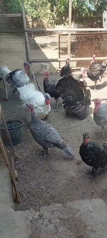 Hinduşka: Dişi, Kanada, Amerika, Ətlik, Ünvandan götürmə, Pulsuz çatdırılma — 5