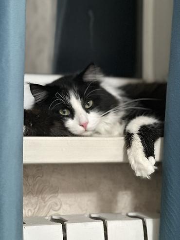 Отдам даром кошку: Мальчик, Приучена к лотку — 4