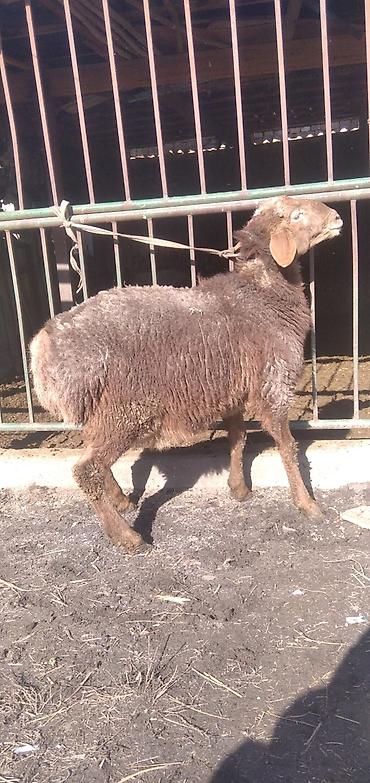 Баран, овца: Продаю | Баран (самец) | Для разведения | Племенные at lalafo.kg — 5 Баран, овца: Продаю | Баран (самец) | Для разведения | Племенные — 5