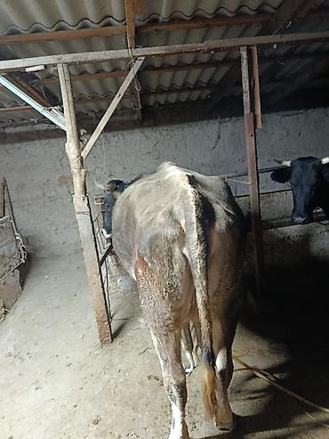 срочно продаю корову: Продаю | Корова (самка) | Для молока | После отела — 2