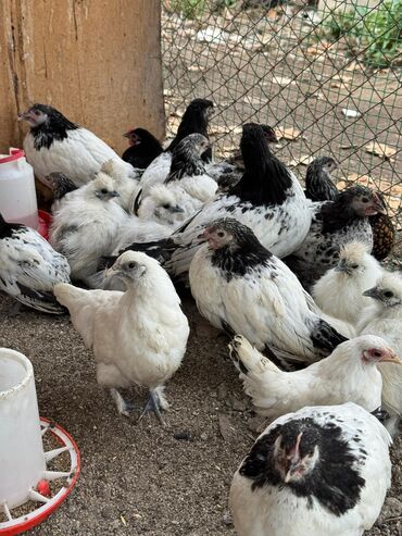 купить декоративных курей: Продаю | Куры, Петух, Цыплята