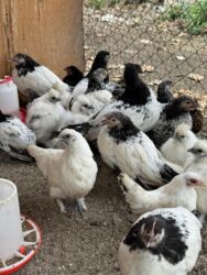 куплю курей домашних: По 250 сом оптом