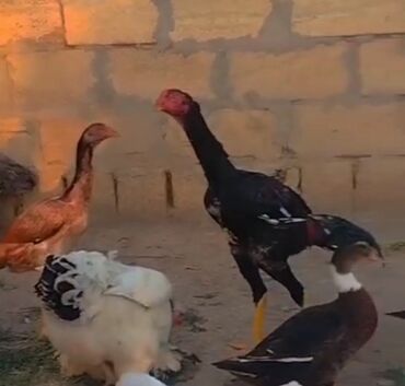 Inəklər, öküzlər: Toyuq, Damazlıq