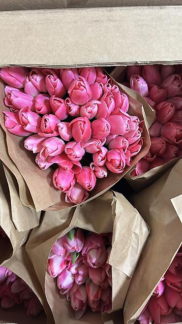 Букеты из живых цветов: Свежие тюльпаны в большом количестве! 🌷 💰 Цены: — В розницу —130 — — 8