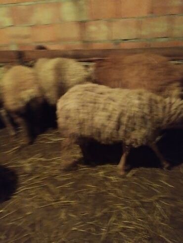 Quzu: 7disi 1erket 270 manat reyal alıcıya endirim olacaq .Fikri ciddi olan — 2