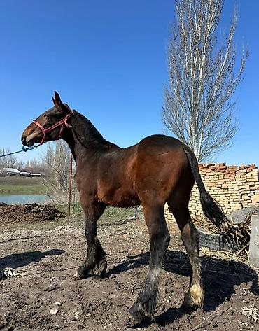 Лошади, кони: Продаю | Конь (самец), Жеребенок | Для разведения, Конный спорт at lalafo.kg — 2 Лошади, кони: Продаю | Конь (самец), Жеребенок | Для разведения, Конный спорт — 2