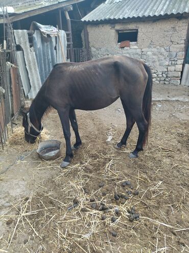 heyvanlar alemi: Dişi, il: 4, Ünvandan götürmə