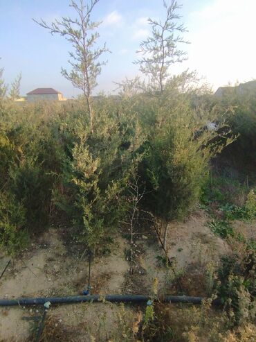 Şitillər: Satılır: iynəyarpaq şam ağacları (fidanlar) - Növ: Şam (Pinus) – — 22