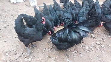 Toyuqlar: Toyuq, Australorp, Damazlıq, Ünvandan götürmə — 6