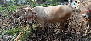Коровы, быки: Продаю | Корова (самка) | Шароле | Для молока — 6