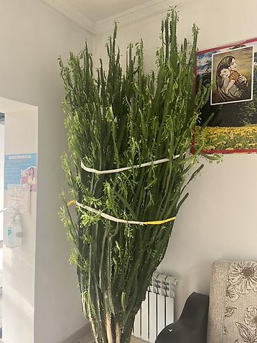 ат пони: Крупное комнатное растение — суккулент Euphorbia (молочай), столбчатой — 1