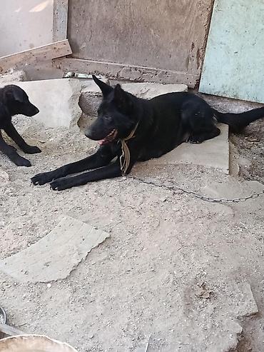 2 il, Dişi, Peyvəndli