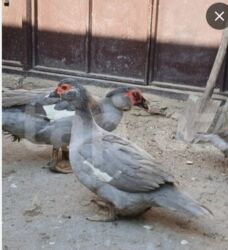 en yaxsi bugda sortu: Самка, | Lal ordek, Для разведения, Самовывоз