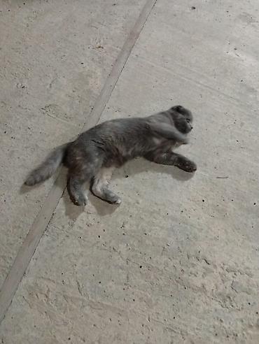 Кошки: Шотландская вислоухая — 3