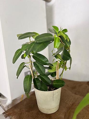 Другие комнатные растения: Представляем ассортимент декоративно-лиственных растений, которые — 19