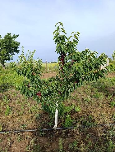 ягод: 80 соток, Для сельского хозяйства, Договор купли-продажи — 3