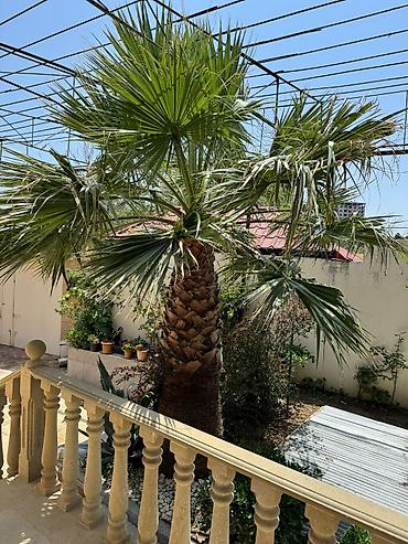 modern evler: 7-ci mikrorayon 4 otaqlı, 200 kv. m, Kredit yoxdur, Yeni təmirli — 6