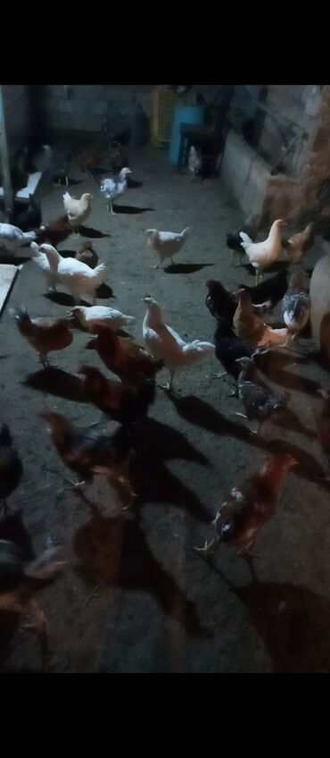 Toyuqlar: Yemləmə yerləri ilə təmin edilib. - Yumurtalıq və ətlik məqsəd uyğun — 2