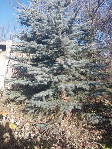 Декоративные деревья: Саженцы деревьев: Ели — 3