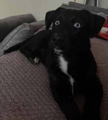 İtlər: Labrador-retriver, 5 ay, Dişi, Ünvandan götürmə, Ödənişli çatdırılma