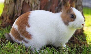 Dovşanlar: Ev dovşanı balaları satılır. Karlik(cırtdan) cinsi. Sağlam və — 16