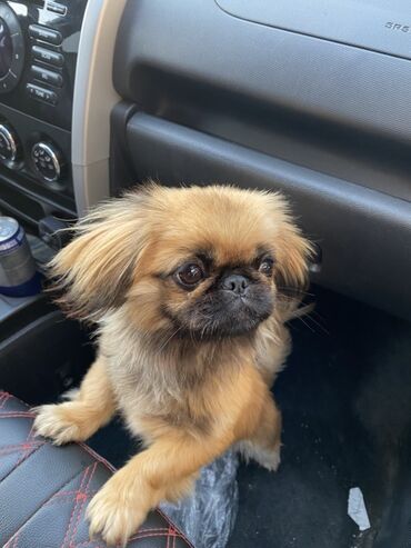 etibarlı ellere verilir it: Pekines, 8 ay, Dişi, Pulsuz çatdırılma