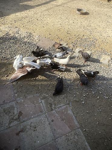 quşlar goyərcin: Tergizme heyvanlardır sağlamdılar icindi ucurmalığ balalarda var — 4