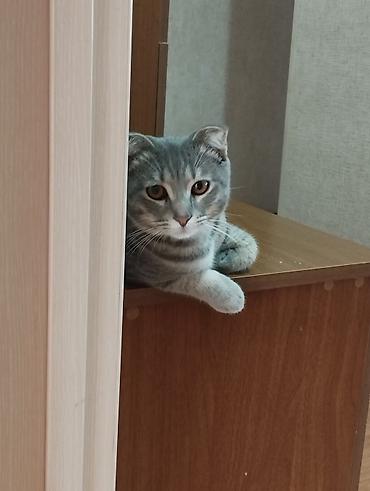 Pişiklər: Tabbi, Yaxşı əllərə -da lalafo.az — 1 Pişiklər: Tabbi, Yaxşı əllərə — 1