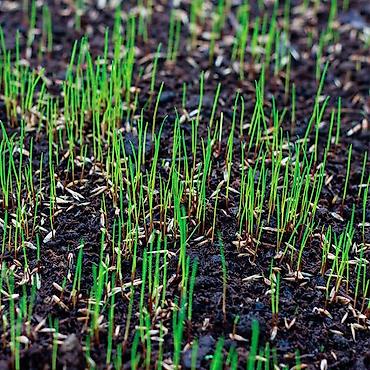 Семена газона: Семена гозона 🌱за 10 дней Из Европы 🇪🇺 производство Дания. Линейка — 10