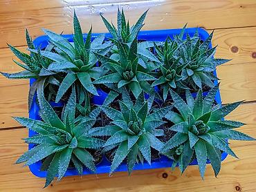 otaq bitkiləri: Aloe Aristata. Tam sağlam, problemsiz. Baxımı çox sadə. Torpaq — 5