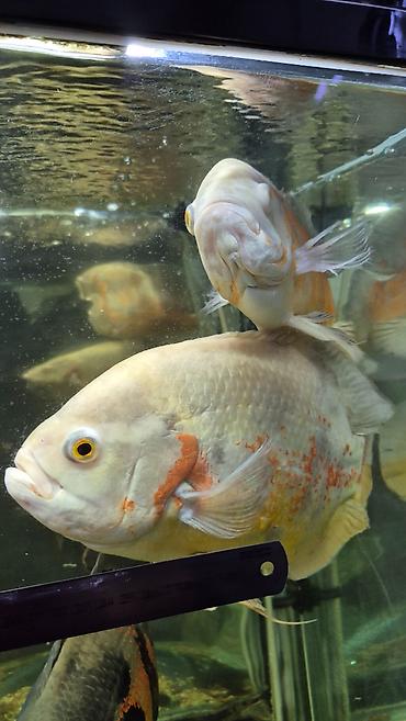Балыктар: Астронотусы (Oscar, Astronotus ocellatus) — крупные декоративные — 3