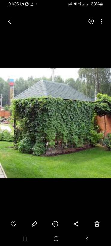 Садовые цветы и кустарники: Саженцы цветка: Плющ, Самовывоз — 11