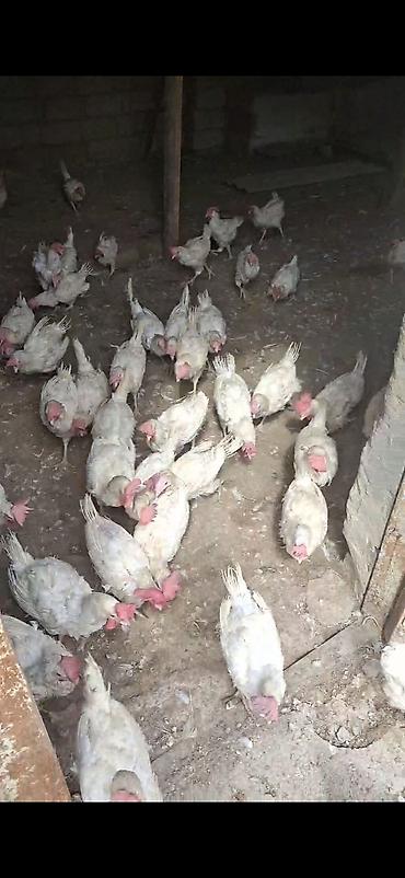 kənd toyuqlari: Açıq havada və tövlədə saxlanılan ağ rəngli toyuqlar sürüsü — 2
