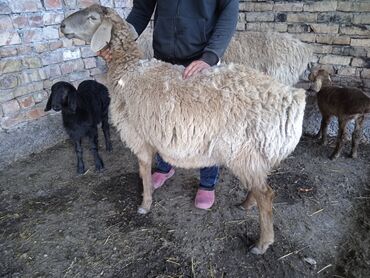 рамановские овцы: Продаю | Овца (самка) | Арашан | Для разведения | Ягнившаяся