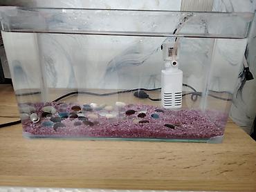 akvarium skaf: Akvarium satılır. Şüşə akvariumdur, düzbucaqlı formadadır. İçərisində — 1