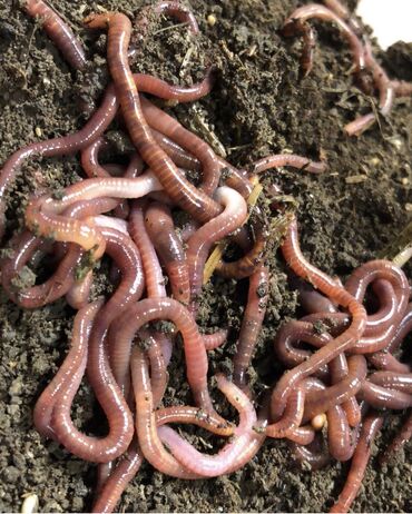 кальций для животных: Калифорнийские красные черви для производства биогумуса. При покупке