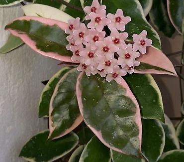 analoq saat: Hoya carnosa “Tricolor” – dekorativ sarmaşıq ev bitkisi - Yarpaqlar — 1