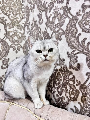 кошку в добрые руки: Britan