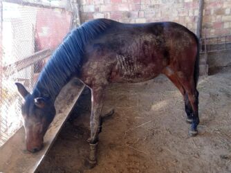 купить говорящий попугай: Продаю | Конь (самец), Жеребец