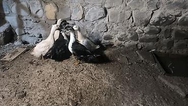 Kom 1 ədədi 10 manatdan 6 ədəd dir sağlam heyvanlardı fikri ciddi lalafo.az -da Kom 1 ədədi 10 manatdan 6 ədəd dir sağlam heyvanlardı fikri ciddi