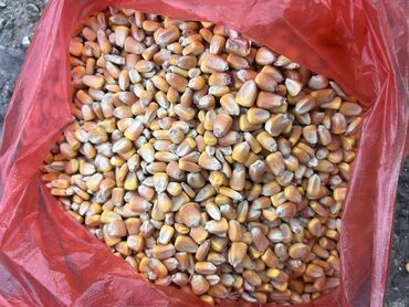 Зерновые культуры: Семена и саженцы Кукурузы, Самовывоз, Бесплатная доставка, Платная доставка